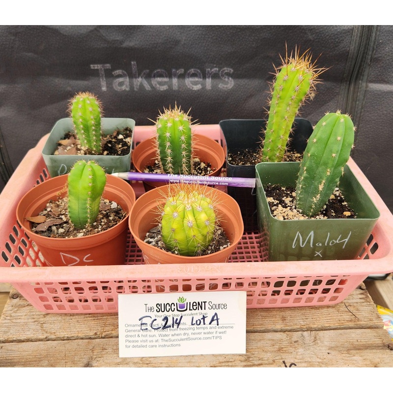 #EC214 EXACT Trichocereus Hybrid Potted Cactus LOT