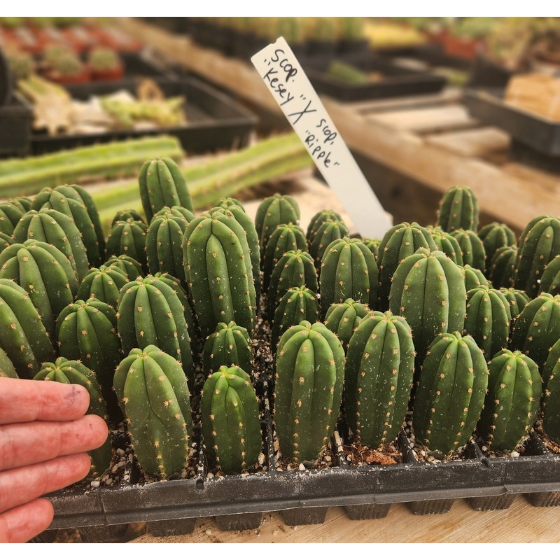 #EC216 EXACT Trichocereus Hybrid  Scopulicola Kesey X Scop Ripple Cactus Seedling 3-4