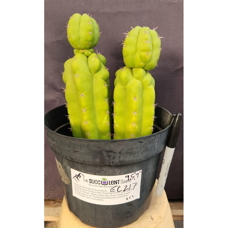 #EC217 EXACT Trichocereus Pachanoi Monstrose TPM Ornamental Cactus 9.5, 9"