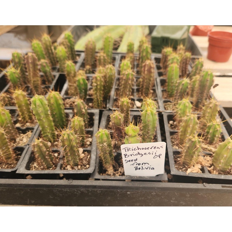 #EC219 EXACT Trichocereus Bridgesii OP Seedling from Bolivia Cactus 3-4" plug