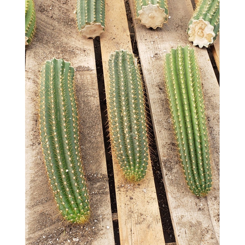 #EC22 EXACT Trichocereus Hybrid Arboricola X VRG Cactus Cutting 10-12"