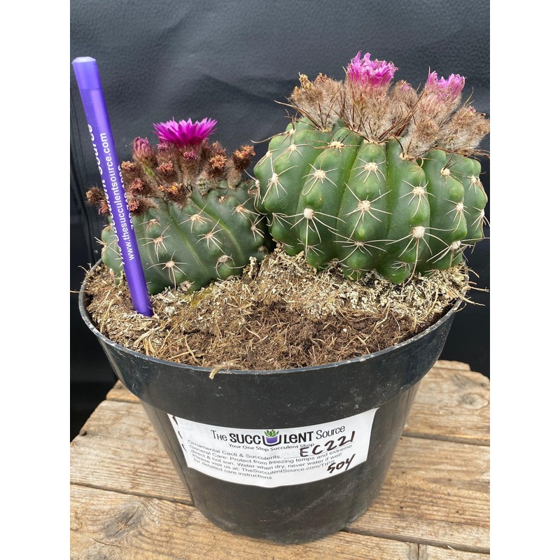 #EC221 EXACT Notocactus ubelmannia Ornamental Cactus.