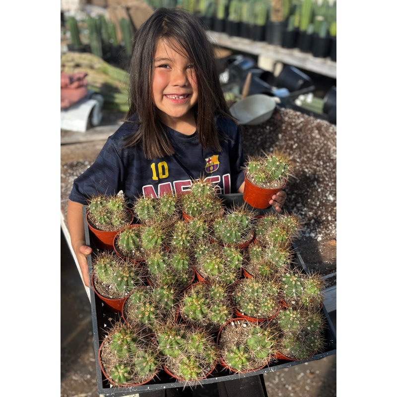 #EC222 EXACT Trichocereus Cactus Cluster in 4 container