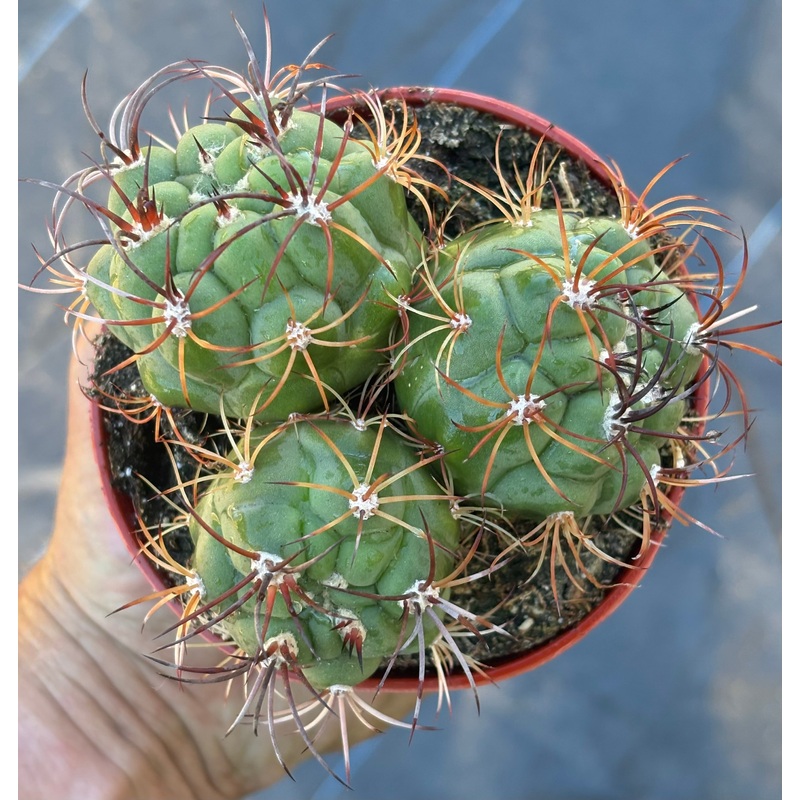 #EC223 EXACT Gymnocalycium Ornamental Cactus potted in 4