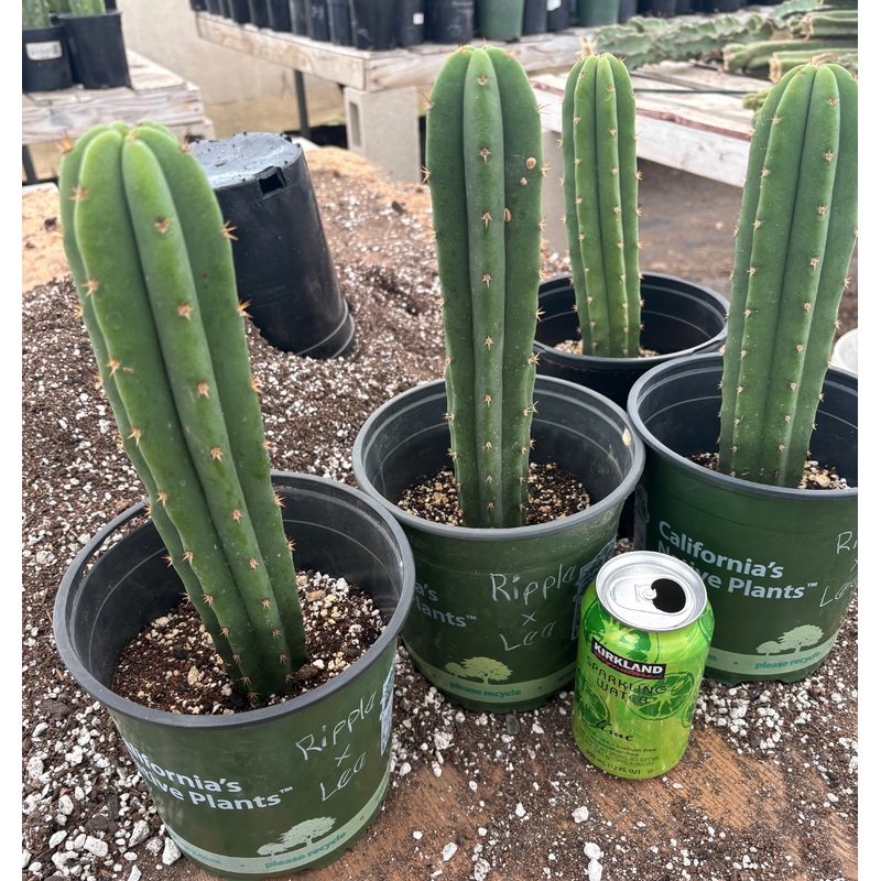 #EC225 EXACT Trichocereus Hybrid Scopulicola Ripple X Bridgesii Lee Cactus
