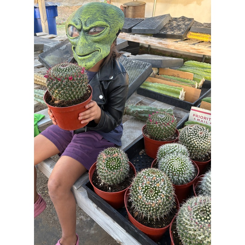 #EC227 EXACT BIGGG Mammilaria Nejapensis Cactus Potted in 6 containers