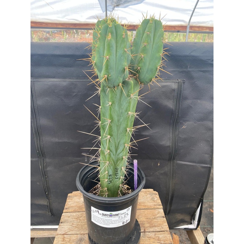 #EC23 EXACT Trichocereus Australian SLOP Cactus Cuttings & Potted