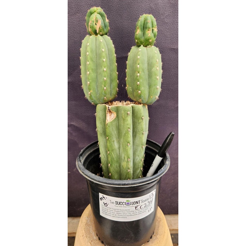 #EC234 EXACT Trichocereus Pachanoi Mt. Geronimo Cactus 13