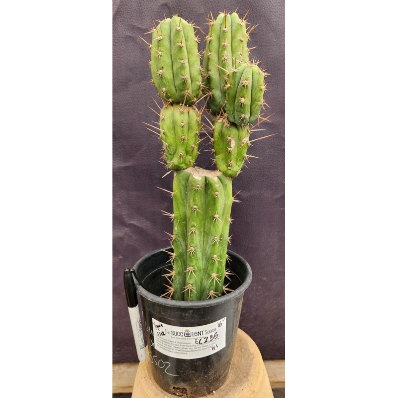 #EC235 EXACT Trichocereus Hybrid Pachanoi Yowie X Bridgesii Yowie Cactus 16