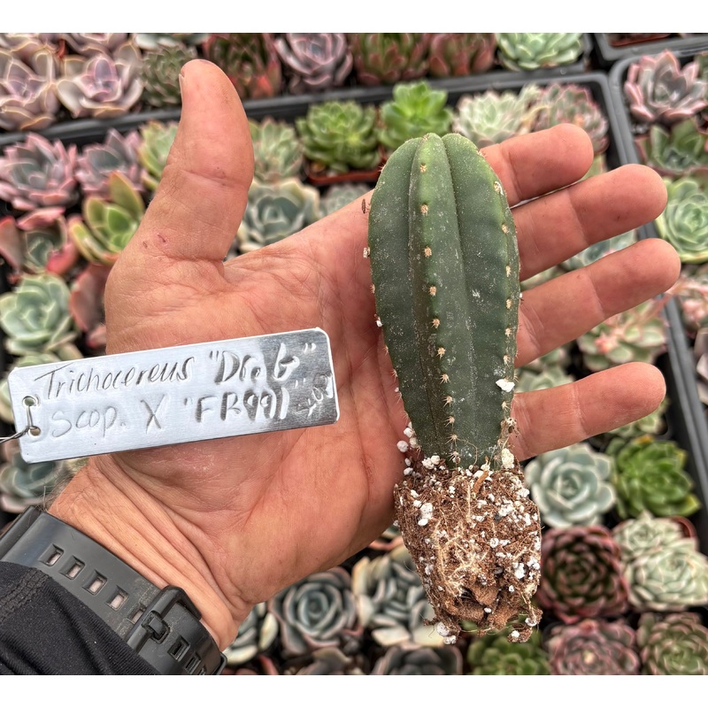 #EC237 EXACT Trichocereus Hybrid Dr. G Scop X FR991 Scop Cactus Seedling 4