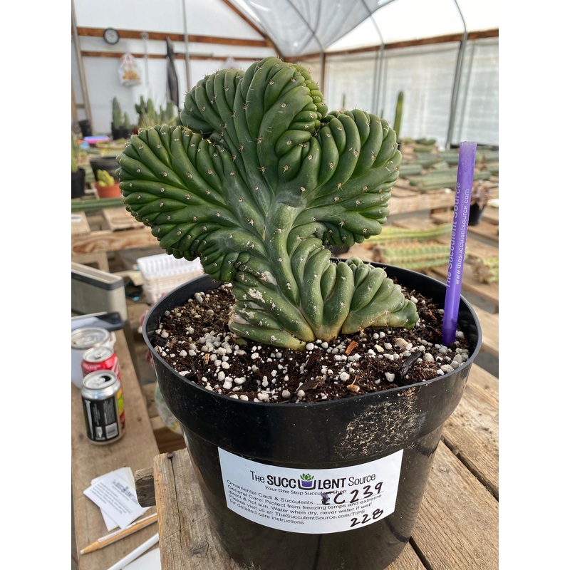 #EC239 EXACT Trichocereus Pachanoi Crested Ornamental Cactus