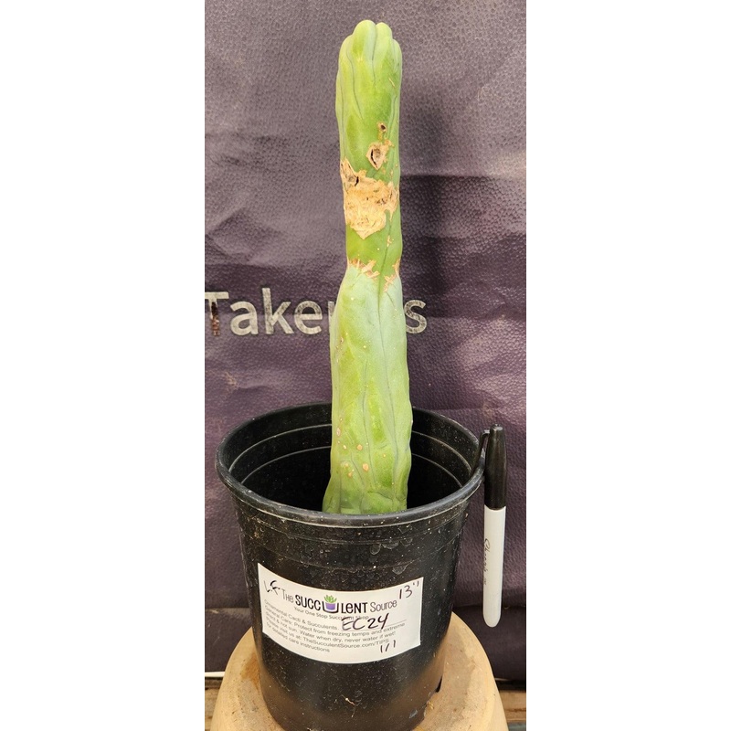 #EC24 EXACT Trichocereus Bridgesii TBM  Penis monstrose Long Form Cactus 13"