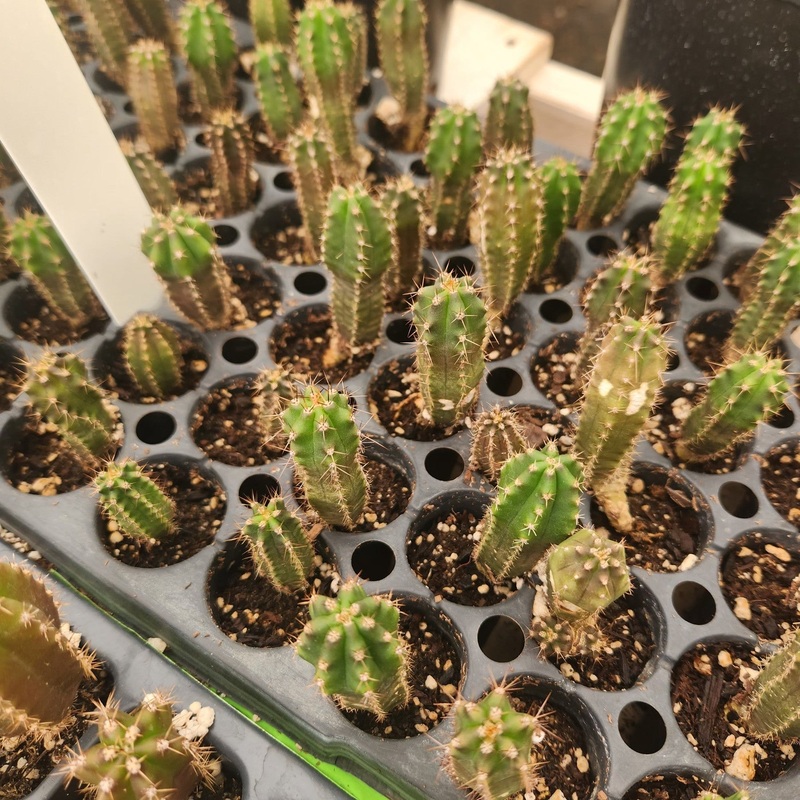 #EC249 EXACT - THREE Trichocereus Pachanoi OP Seedlings from new Zealand 2-3"