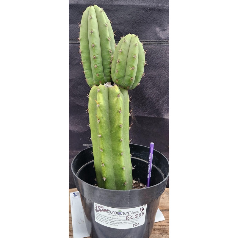 #EC255 EXACT Trichocereus Hybrid Pachanoi X Pachanoi Kathleen Cactus 16"