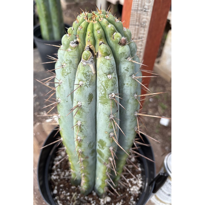 #EC256 EXACT Trichocereus Peruvianus Nibiru Cactus 12.5"