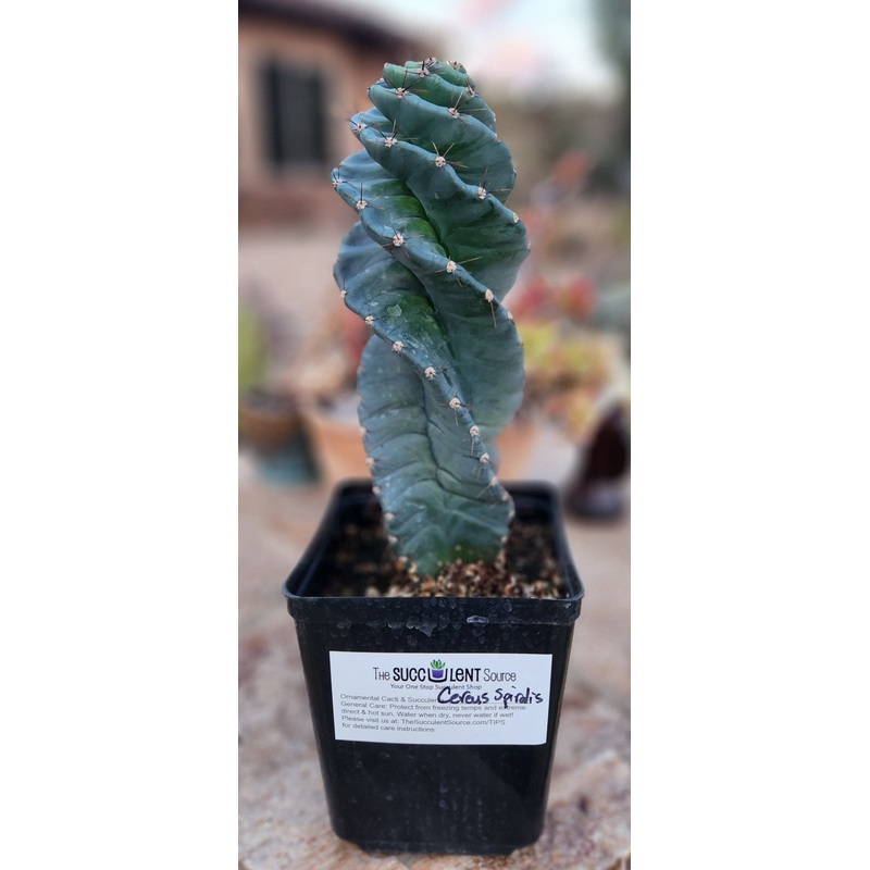 #EC257 EXACT Cereus Spiralis Ornamental Cactus 12 + or so!