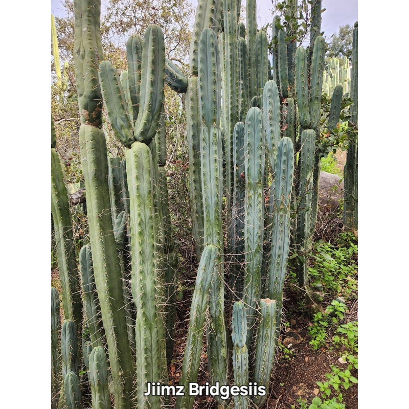 #EC26 EXACT Trichocereus Bridgesii Jiimz Cactus CUTTINGS various sizes