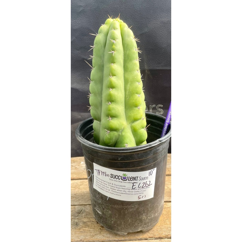 #EC262 EXACT Trichocereus Pachanoi Monstrose TPM Cactus 10"