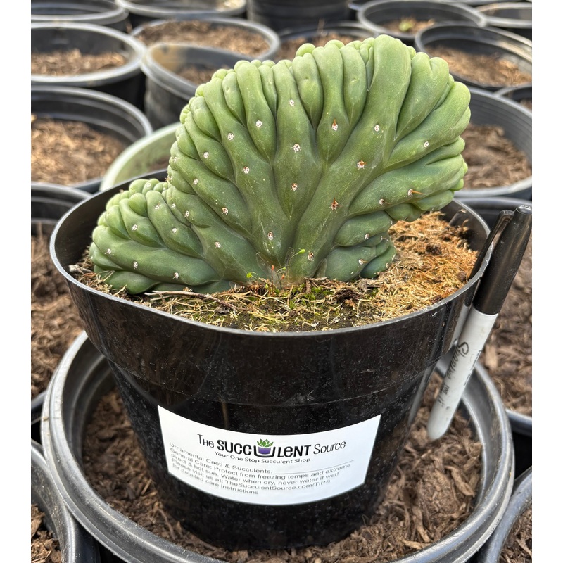 #EC264 EXACT Trichocereus Pachanoi Crested Cactus