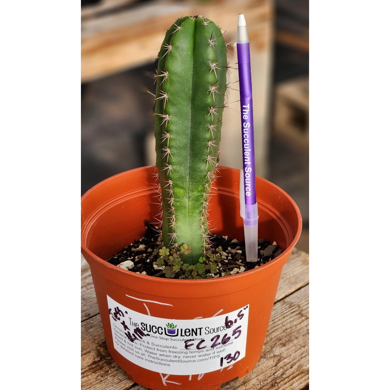 #EC265 EXACT Trichocereus Hybrid  Pachanoi Jessica X Pachanoi Kimnach Cactus 6.5"