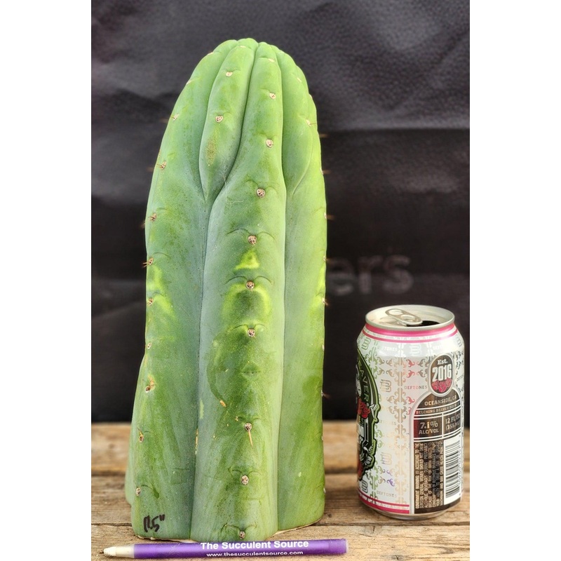 #EC266 EXACT Trichocereus Pachanoi SKIP Cactus Cutting 11.5"