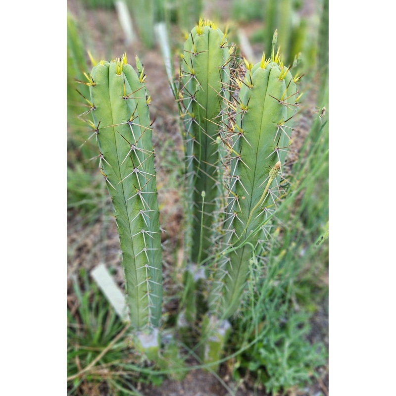 #EC273 EXACT Trichocereus Hybrid Bridgesii KGC X Bridgesii SS02 Cactus Cutting 7-8"