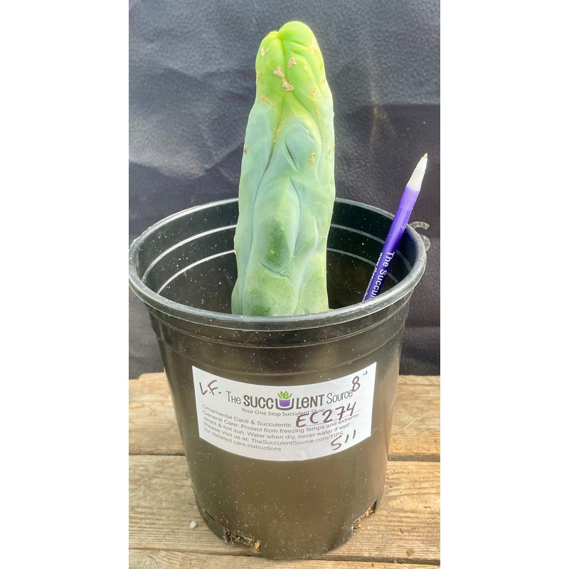 #EC274 EXACT Trichocereus Bridgesii Monstrose Long Form TBM Cactus 9