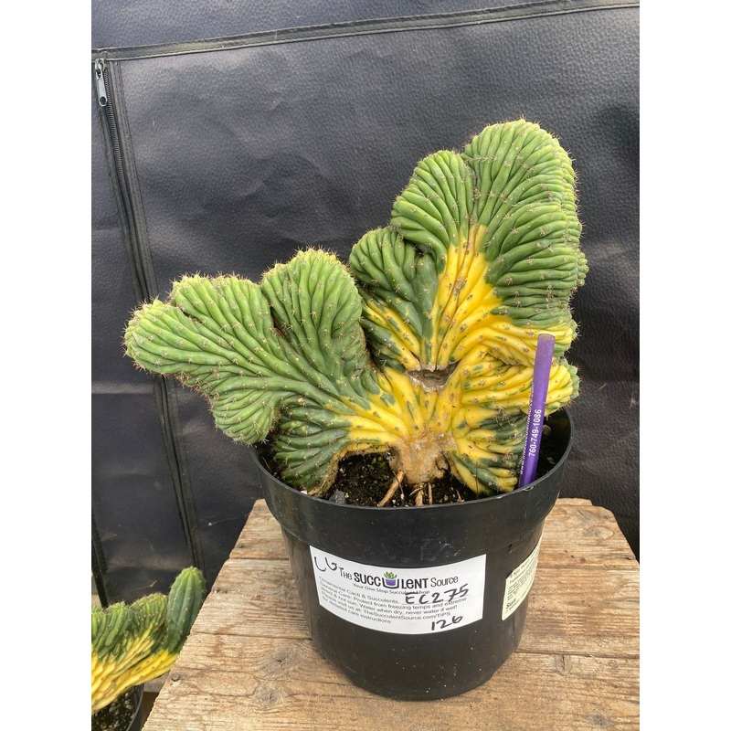 #EC275 EXACT Trichocereus Pachanoi China Gold Variegated Cactus