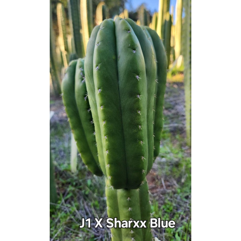 #EC312 EXACT Trichocereus Hybrid J1 X Sharxx Blue Cactus Cutting 6"