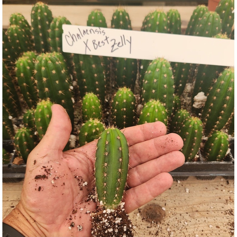 #EC316 EXACT Trichocereus Hybrid Chalaensis X Zelly Cactus Seedling 3-4"