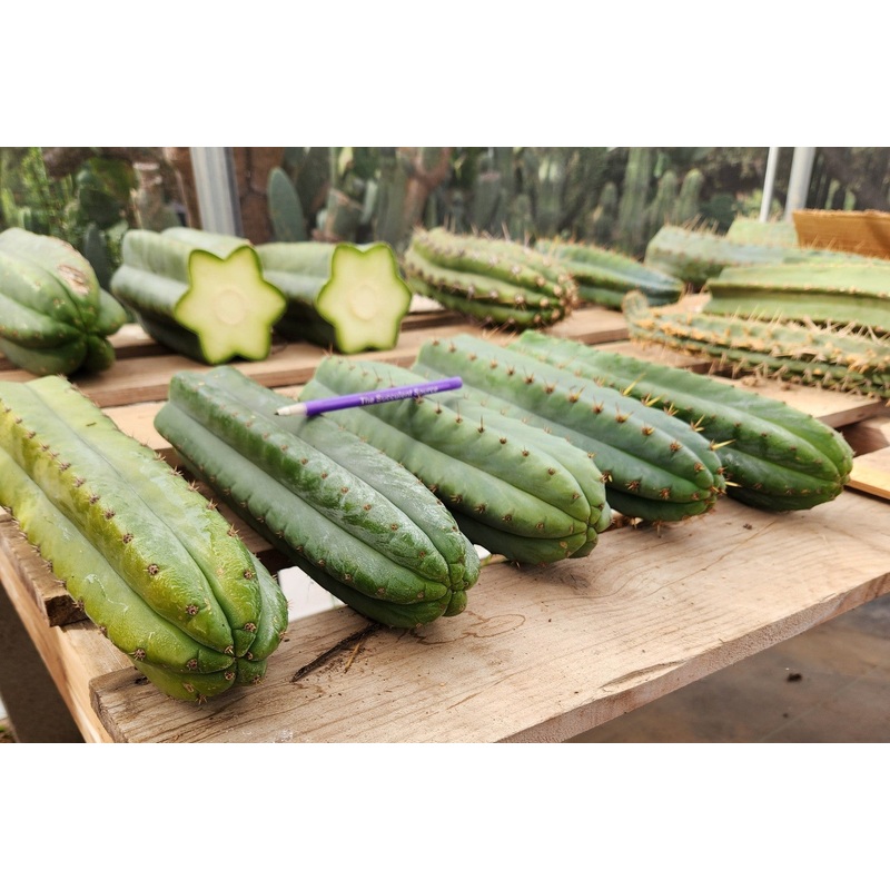 #EC36 EXACT Trichocereus Pachanoi Peruvianus NOID cactus cuttings