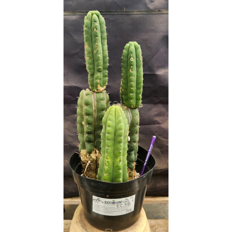 #EC38 EXACT Trichocereus Pachanoi Monstrose TPM Cactus 16, 14, 9"