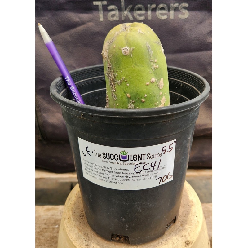 #EC41 EXACT Trichocereus Bridgesii Monstrose Penis Cactus Long Form 6.5
