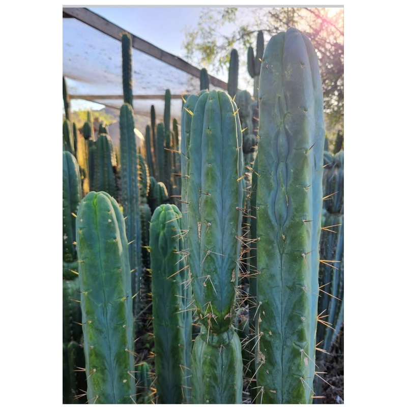 #EC42 EXACT Trichocereus Bridgesii Jiimz Riibz Cactus 10-12 Cutting