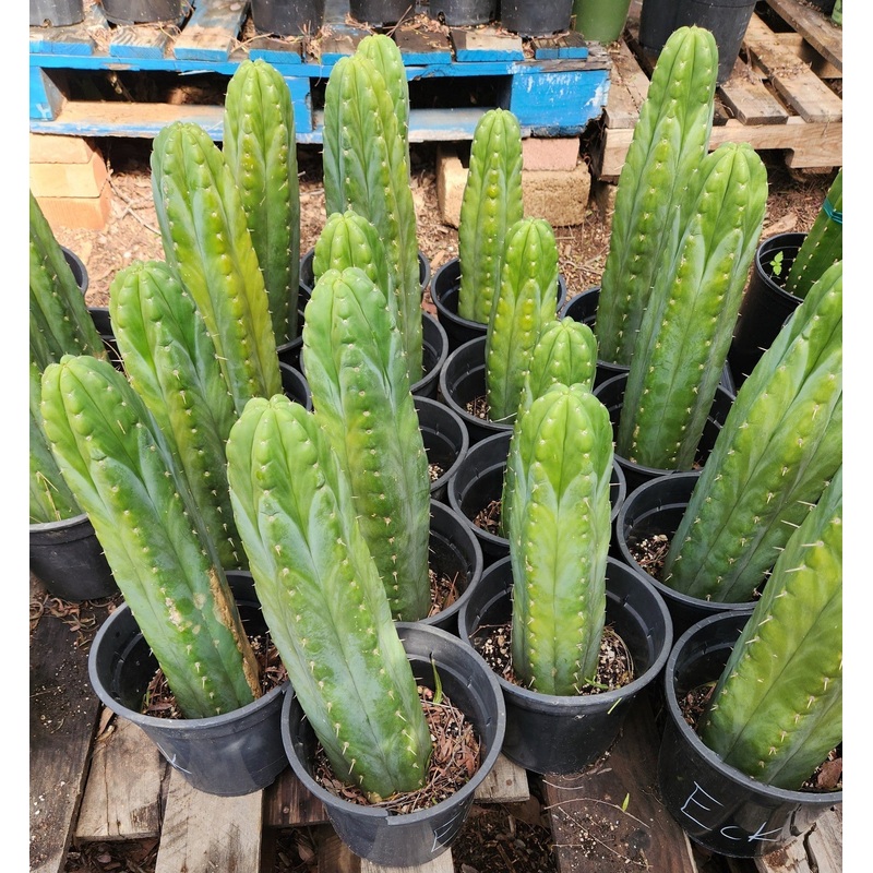 #EC43 EXACT Trichocereus Pachanoi ECK Cactus Potted and Cuttings