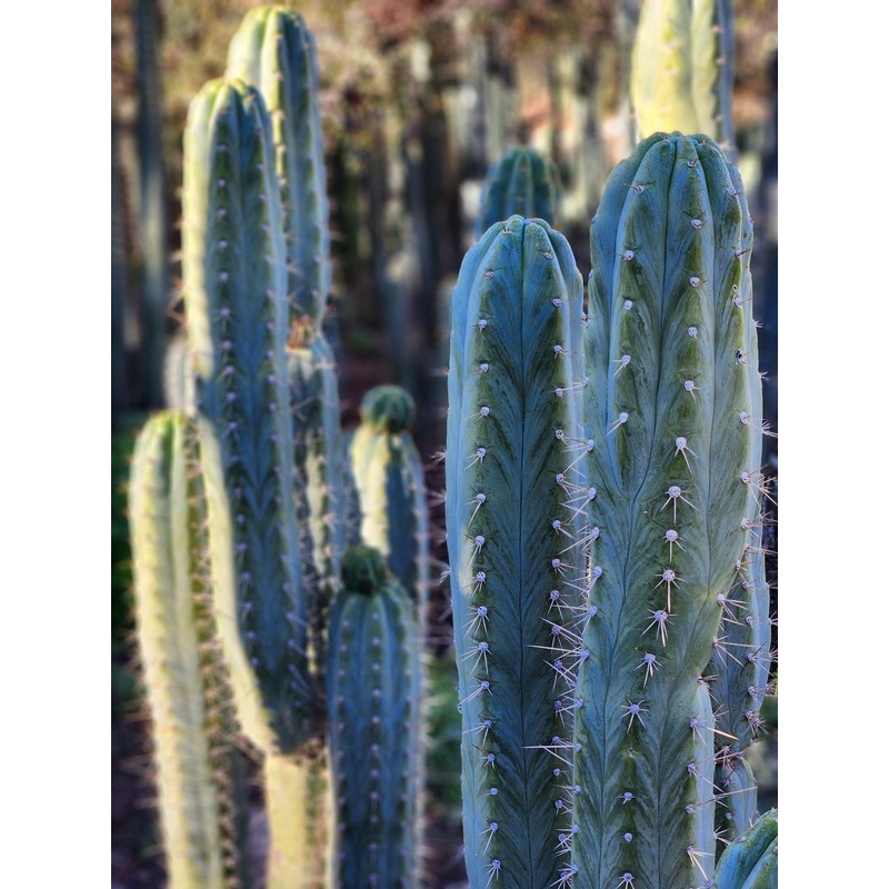 #EC45 EXACT Trichocereus Peruvianus "Storage Yard" Cactus CUTTING