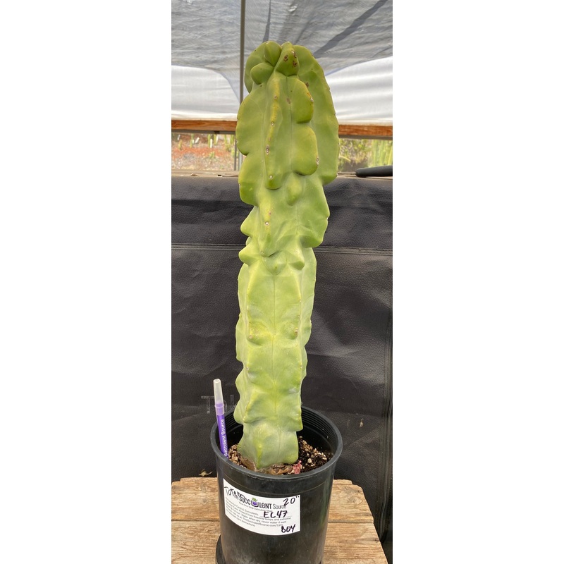 #EC47 EXACT Lophocereus schottii Monstrose Totem Pole Cactus 20"