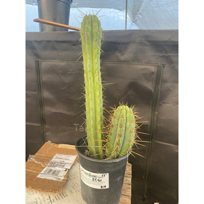 #EC51 EXACT Trichocereus Lost Label Cactus 17