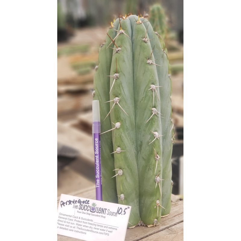 #EC52 EXACT Trichocereus Peruvianus "Perseverance #3" Cactus Cutting 10.5"