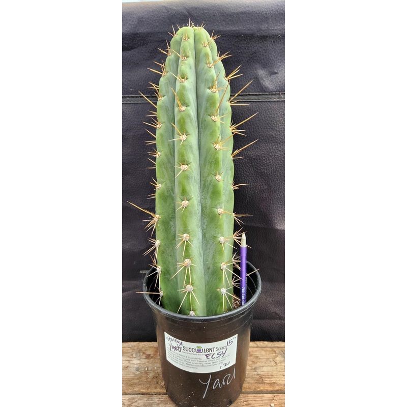 #EC54 EXACT  Trichocereus Peruvianus Storage Yard Cactus 15
