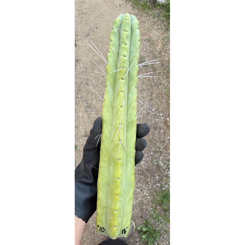 #EC56 EXACT Trichocereus Bridgesii Jiimz " Twin Spine" cactus 23.5 Cutting