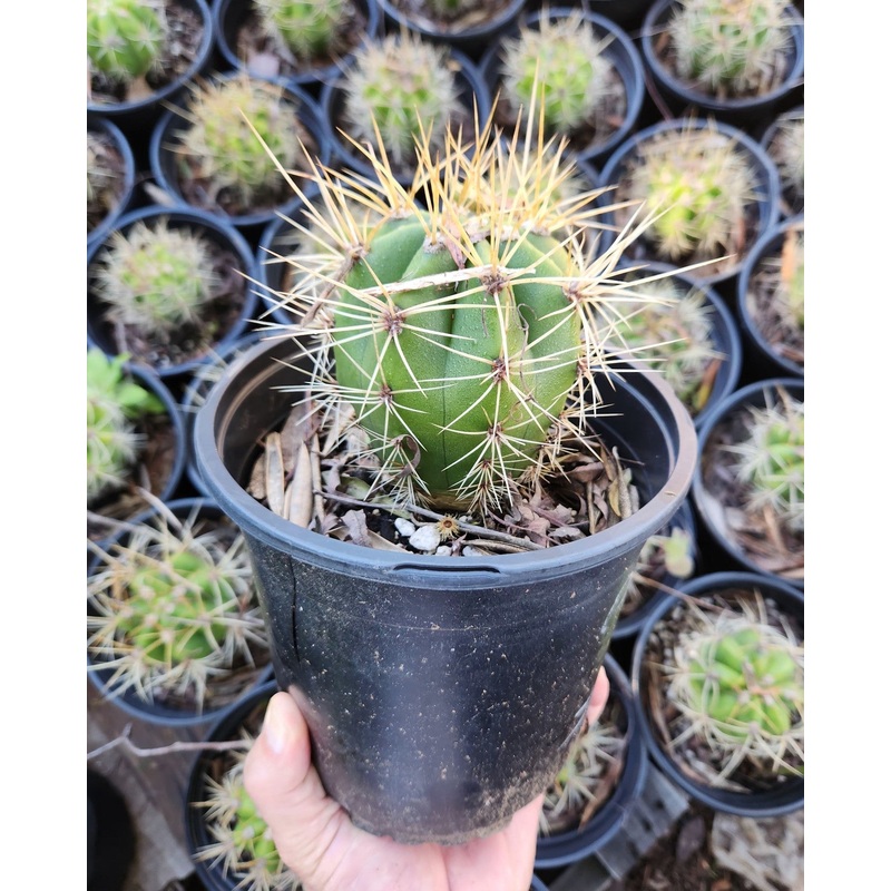 #EC57 EXACT Trichocereus Terschekii ornamental Cactus Options