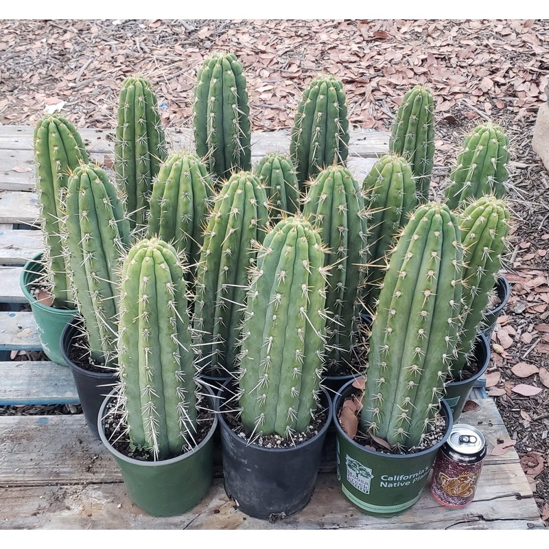 #EC59 EXACT Trichocereus Cuzcoensis Cuzco Cactus 14-18