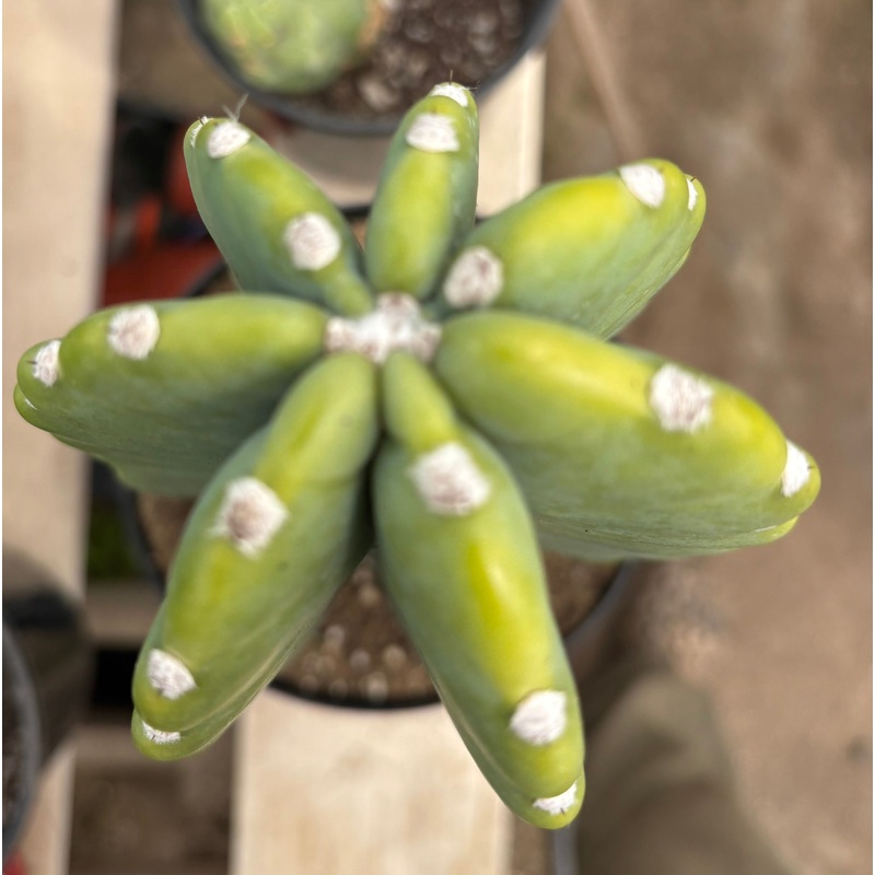 #EC60 Exact Cereus peruvianus Cactus Apple 15