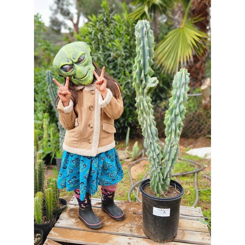#EC61 EXACT Cereus Peruvianus Peruvian Apple Cactus 40"+