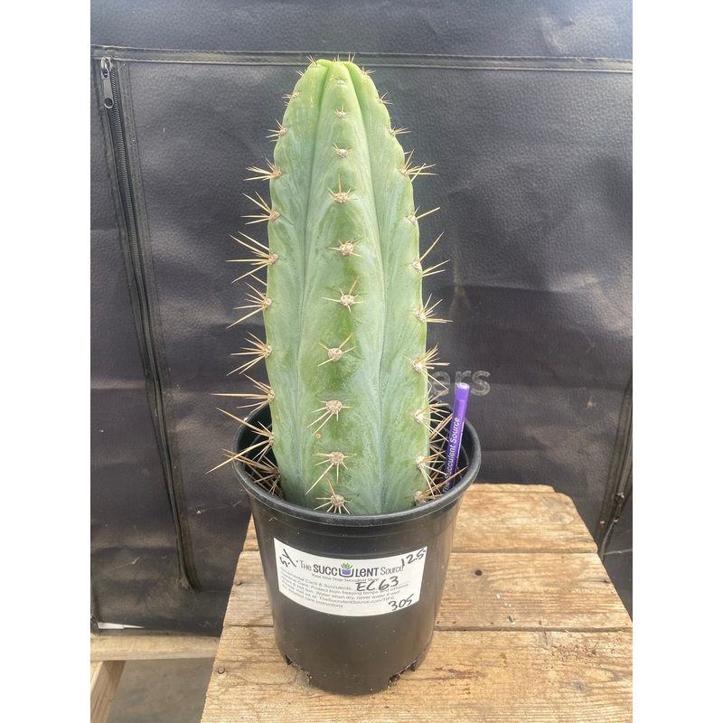 #EC63 EXACT Trichocereus Peruvianus Storage Yard Cactus Cutting 12.5"