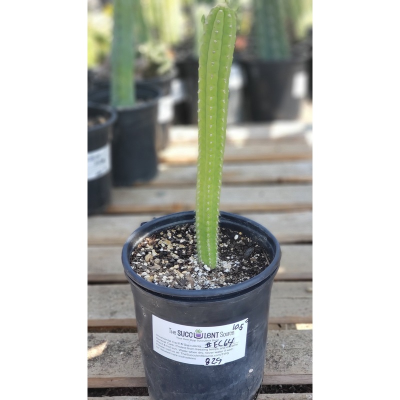 #EC64 EXACT Yungasocereus inquisivensis  Cactus 13-15