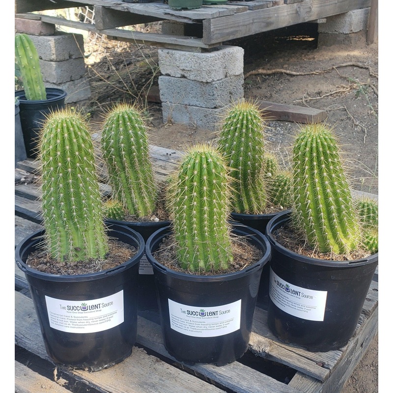 #EC65 EXACT Tricholobivia Hybrid "Pinkie" Cactus specimen