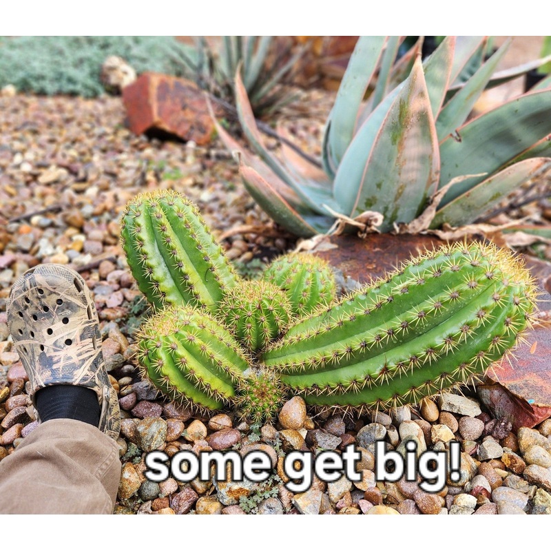 #EC68 Exact Trichocereus Sun Goddess Cactus
