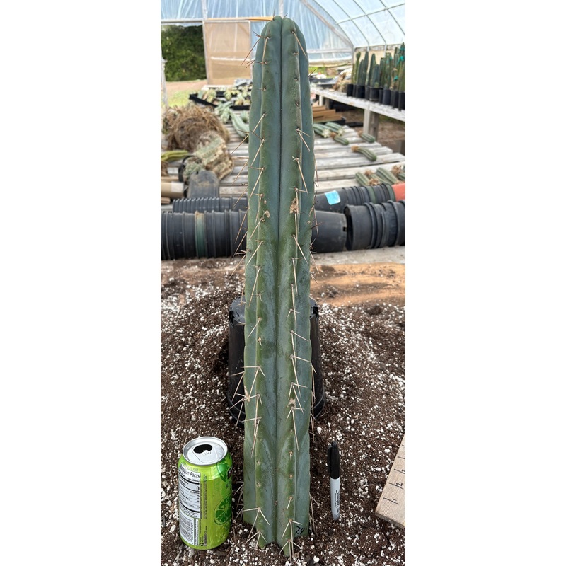 #EC74 EXACT Trichocereus Bridgesii JADA Cactus 24 Cutting